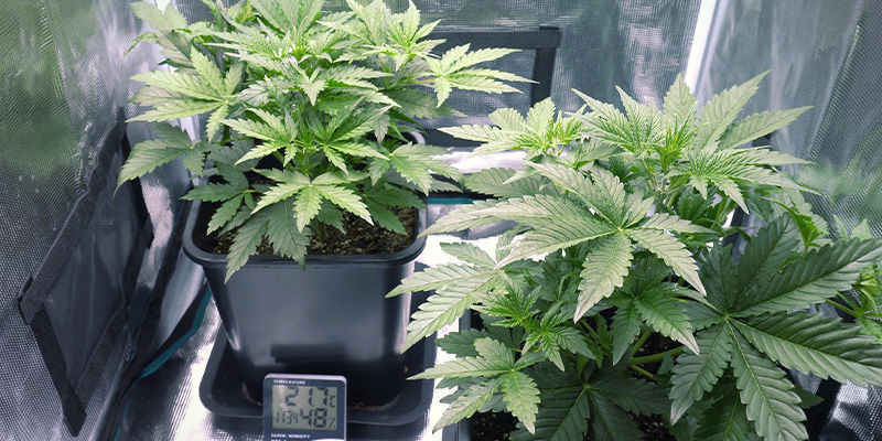 Udstyr og forsyninger &ndash; kontinuerlig cannabish&oslash;st