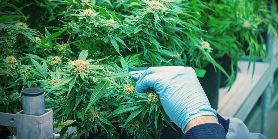 S&aring;dan h&oslash;ster du cannabis flere gange om &aring;ret