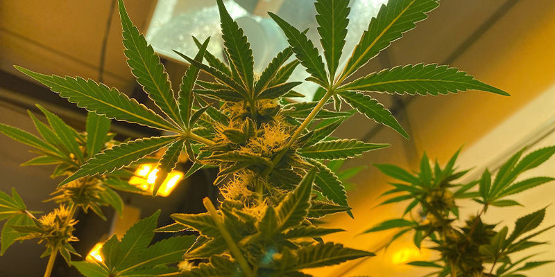 Indend&oslash;rs - kontinuerlig cannabis-h&oslash;st