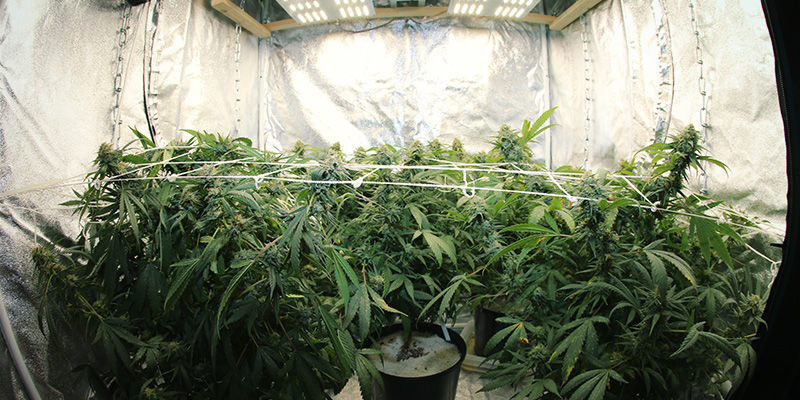 Styr lyscyklusser for at kontrollere cannabisblomstring