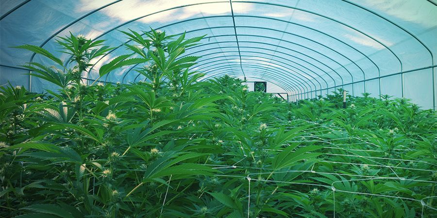 Udend&oslash;rs &ndash; kontinuerlig cannabish&oslash;st