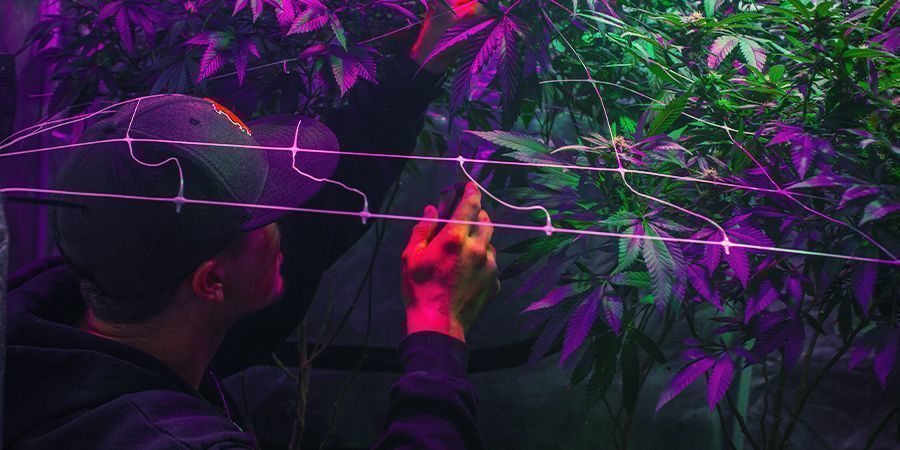 Ops&aelig;tning af dit dyrkeomr&aring;de &ndash; kontinuerlig cannabis-h&oslash;st