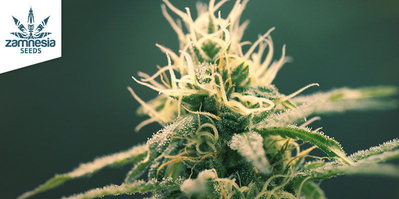 Blue Dream (Zamnesia Seeds): Den s&oslash;deste sinsemilla-dr&oslash;m