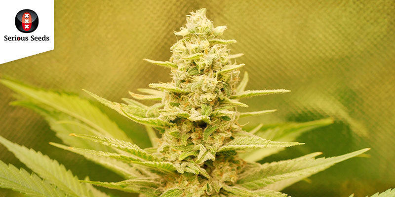 Ak-47 (Serious Seeds): Prisvindende feminiseret slagkraft