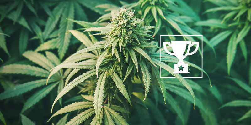 Prisvindende sorter st&aring;r i front for spansk cannabis-klubkultur