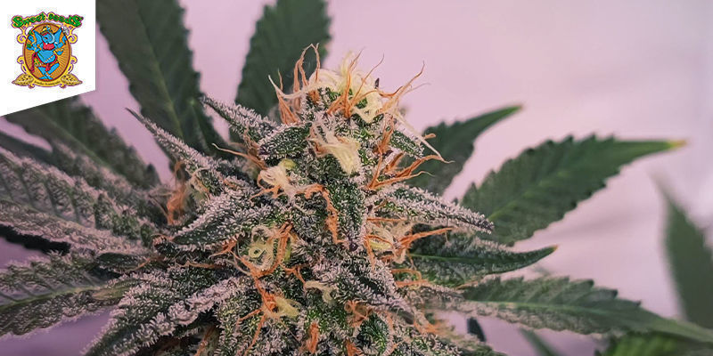 Cream Caramel (Sweet Seeds): Den tredobbelte trussel-hybrid