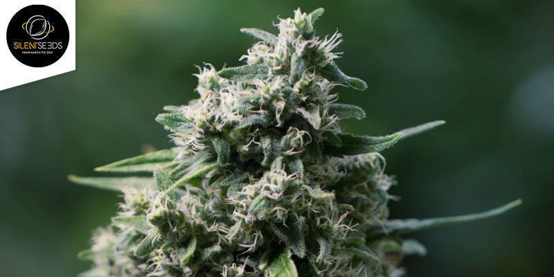 Critical+ 2.0 Autoflowering (Silent Seeds): Fyldt med tykke blomster