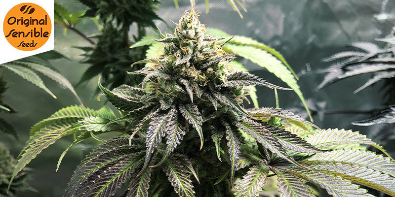 Gorilla Glue 4 Auto (Original Sensible): Kraftig styrke i gorillaklassen