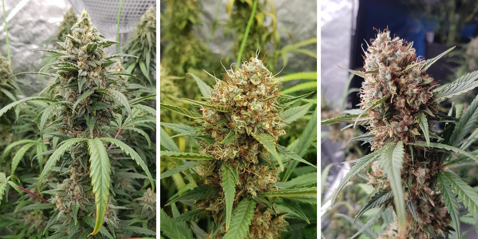 Lemon Haze Auto Lemon Haze Auto