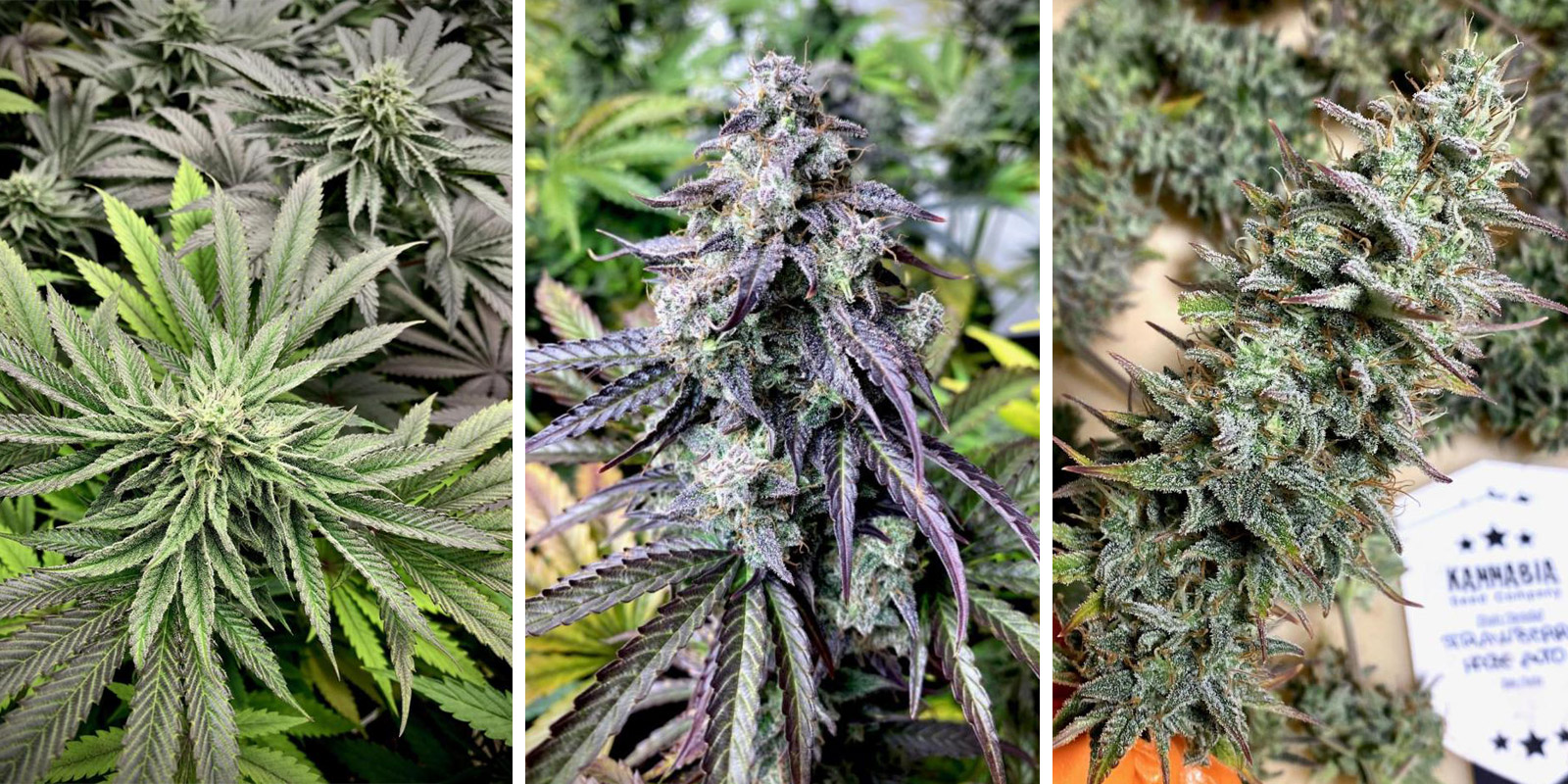 Strawberry Haze Auto Strawberry Haze Auto