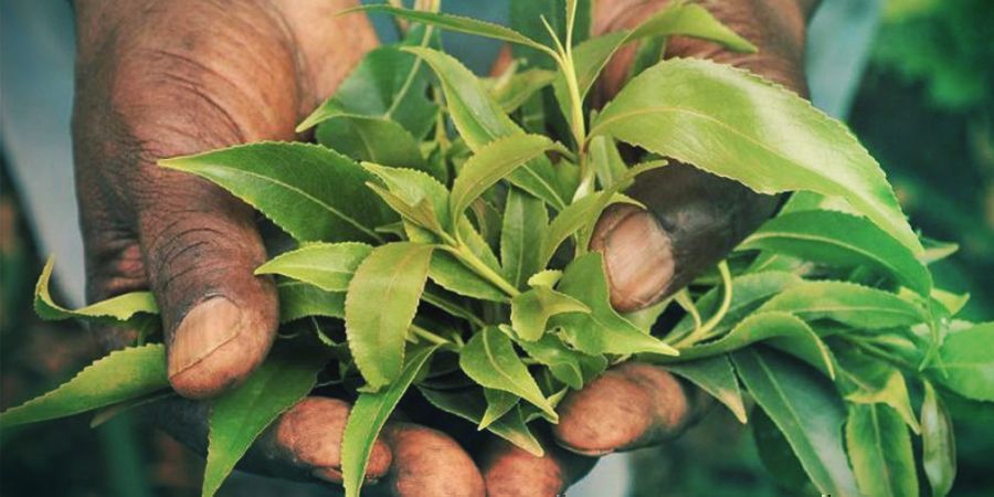 Khat-brug i oprindelseslandene KHAT USAGE IN NATIVE COUNTRIES