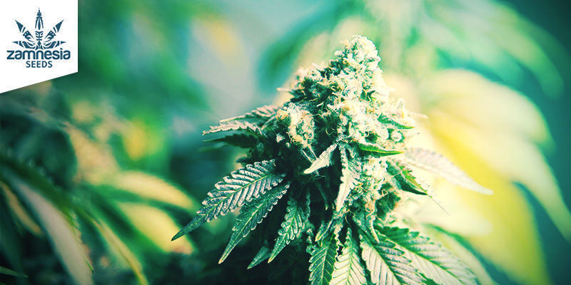Gorilla Glue (Zamnesia Seeds) Feminiserede