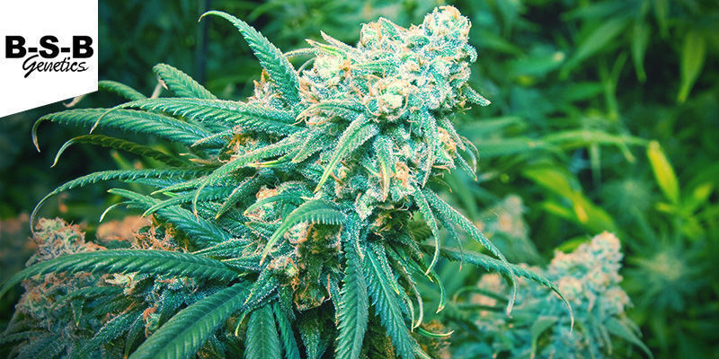 Lemon Haze (BSB Genetics) Feminiseret