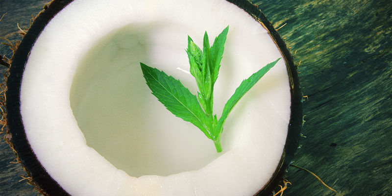 Gavnlige vitaminer og mineraler i kokosvand Gavnlige vitaminer og mineraler i kokosvand cannabis