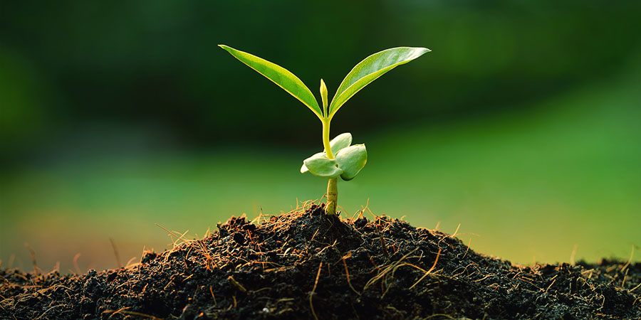 Cytokininer (Zeatin) cannabis