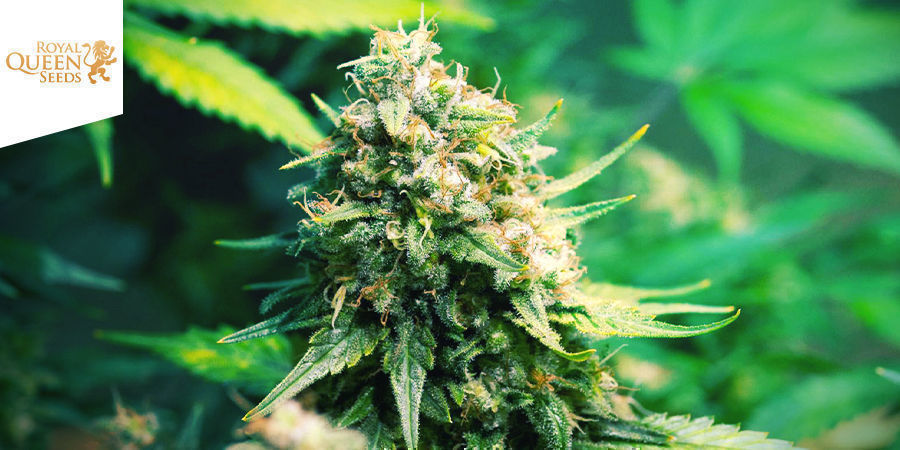Og Kush Og Kush