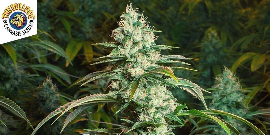 Sour Diesel (Bulldog Seeds)