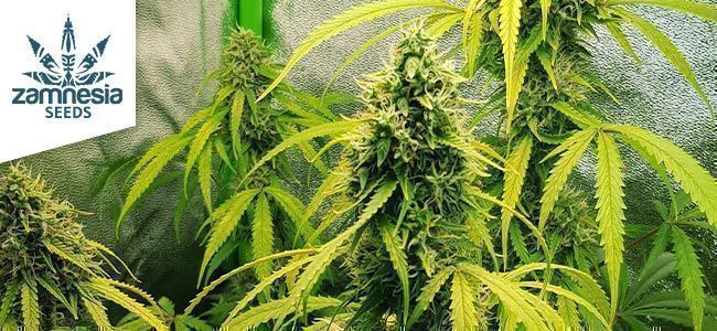 Lemon Wonder Automatic fra Zamnesia Seeds Lemon Wonder Automatic fra Zamnesia Seeds