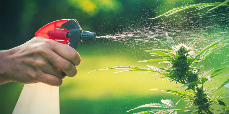 Bladsprays mod skadedyr på cannabis Bladsprays mod skadedyr på cannabis