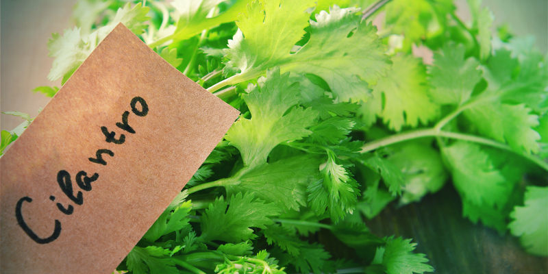 Ledsagerplantning mod skadedyr i cannabis Ledsagerplantning mod skadedyr i cannabis