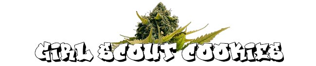 Girl Scout Cookies — Zamnesia Seeds Girl Scout Cookies — Zamnesia Seeds