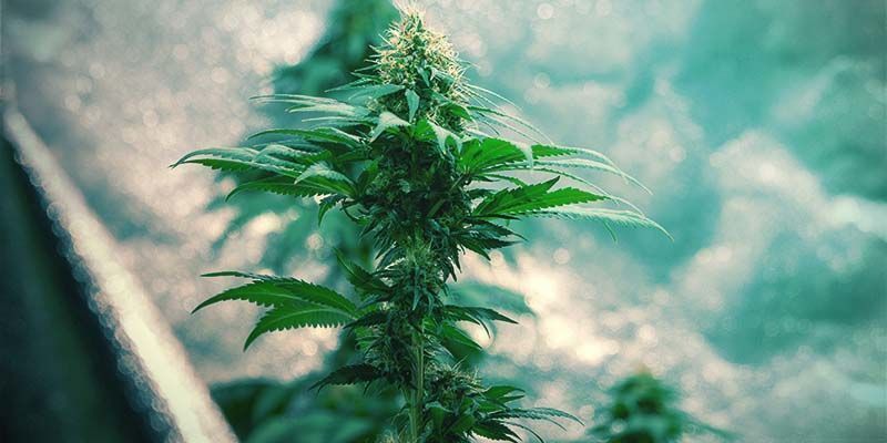 Cannabisgenetik