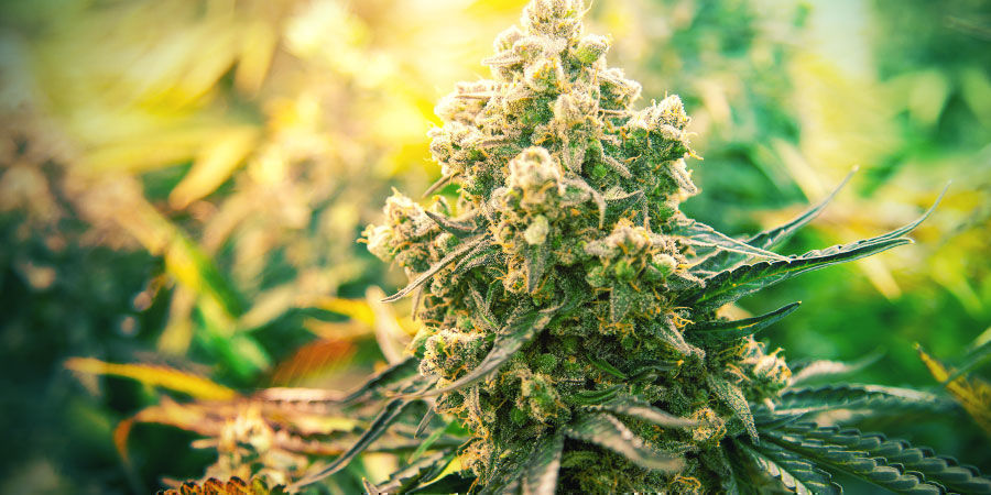 Cannabissorter til festen Cannabissorter til festen