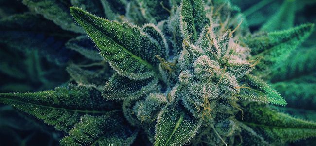 Vælg den perfekte vintersort PICK THE PERFECT WINTER STRAIN