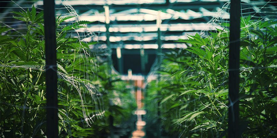 Book en cannabistur