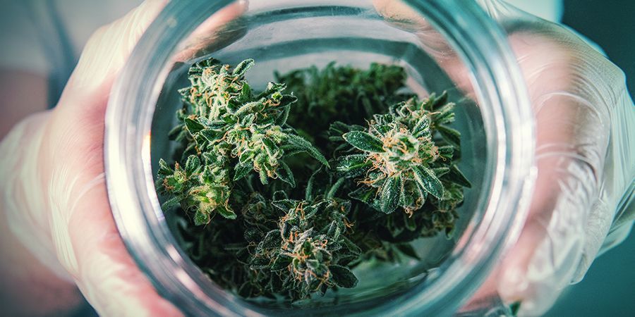 Hold din cannabis frisk