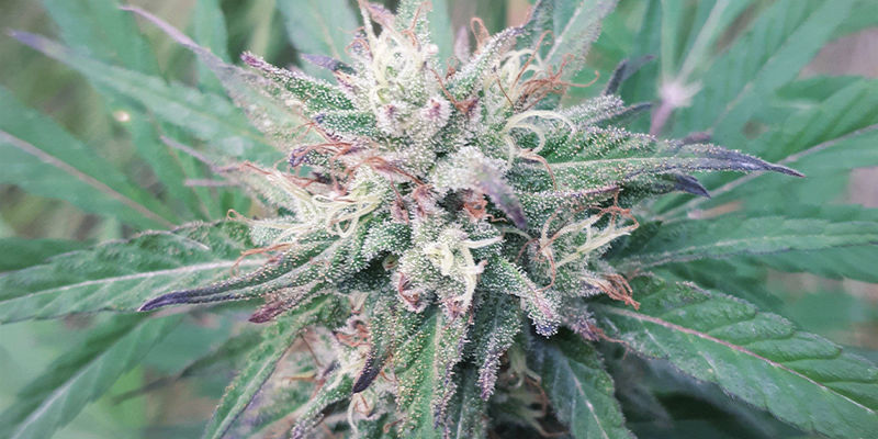 Ideelle cannabissorter til din badebombe IDEAL CANNABIS STRAINS TO USE IN YOUR BATH BOMB