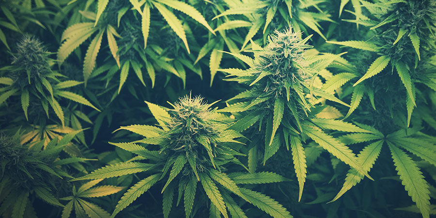 Hvor kommer CBD fra? Hvor kommer CBD fra?
