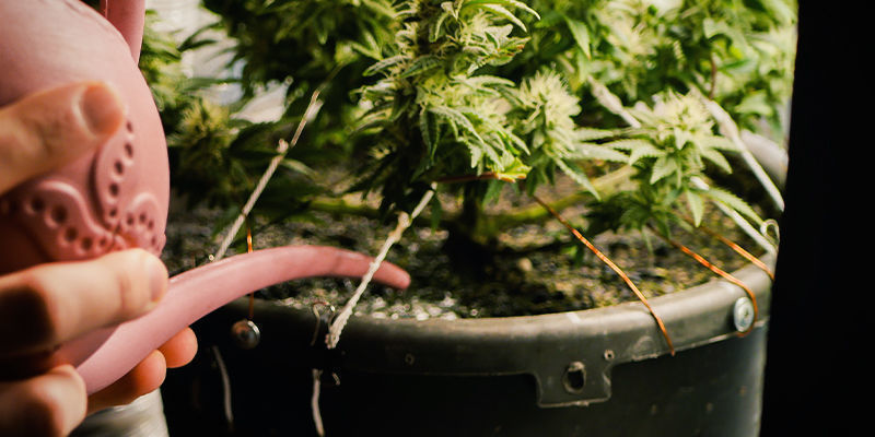 48 timer før høst 48 Hours Before Harvest