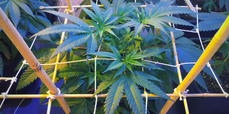I den vegetative fase During The Vegetative Phase