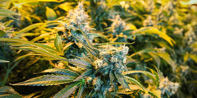 Planteafstand for cannabis Planteafstand for cannabis