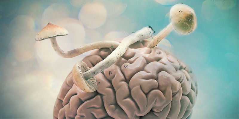 Psilocybin & Hjernen Psilocybin & The Brain