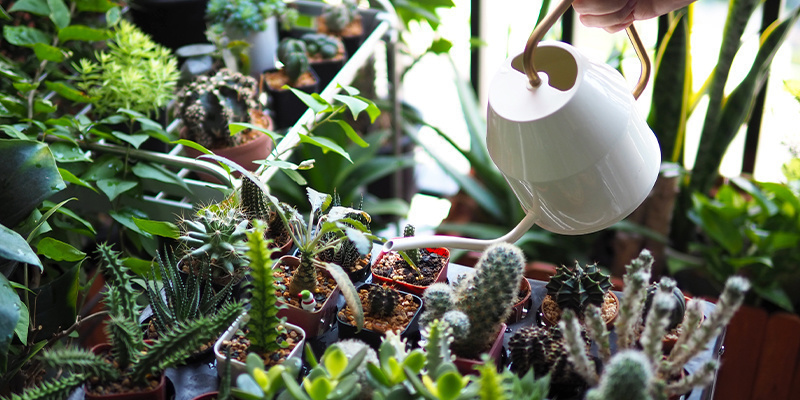 Overvanding af kaktus Overwatering cacti
