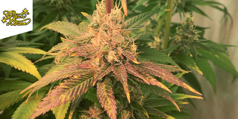 Trainwreck (Greenhouse Seeds) Trainwreck (Greenhouse Seeds)