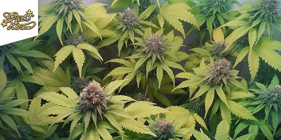 Deep Candy (Greenhouse fr&oslash;)