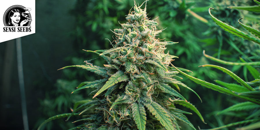 Sensi Amnesia (Sensi Seeds)