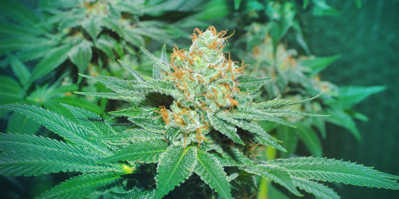 Hvor startede det hele for Super Sativa Seed Club? WHERE DID IT ALL START FOR SUPER SATIVA SEED CLUB?