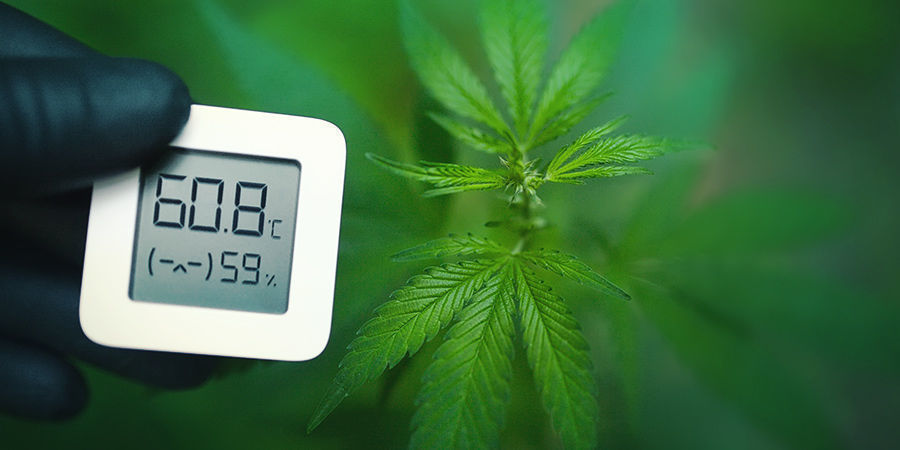 Kan muggen cannabis reddes? Kan muggen cannabis reddes?