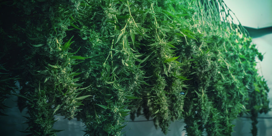 Sådan undgår du skimmelsvamp i cannabis Sådan undgår du skimmelsvamp i cannabis