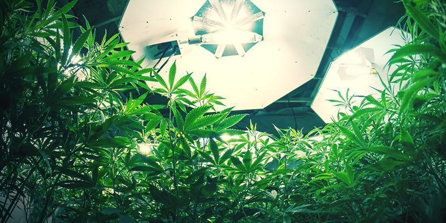 Autoflowering cannabisplanter Autoflowering Cannabis Plants