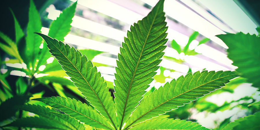 Fotoperiode cannabisplanter Fotoperiode cannabisplanter