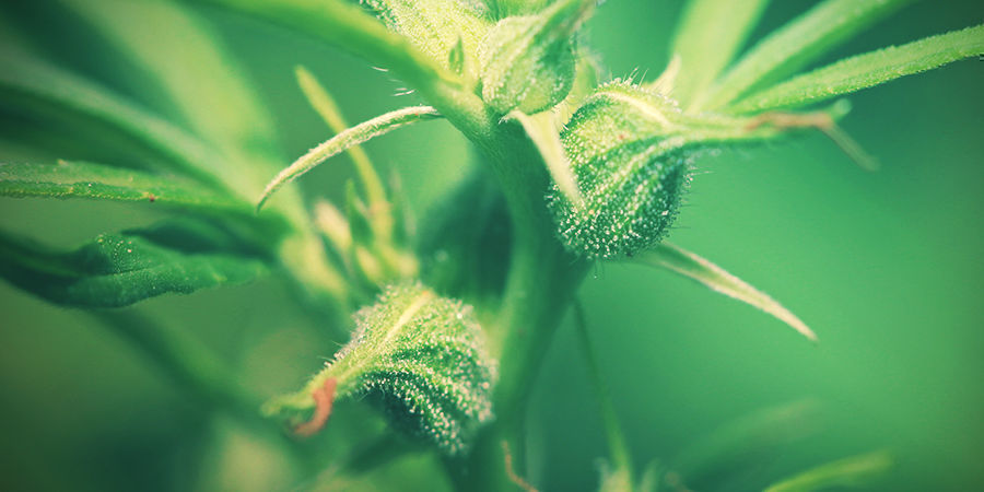 Hun-cannabisplanter