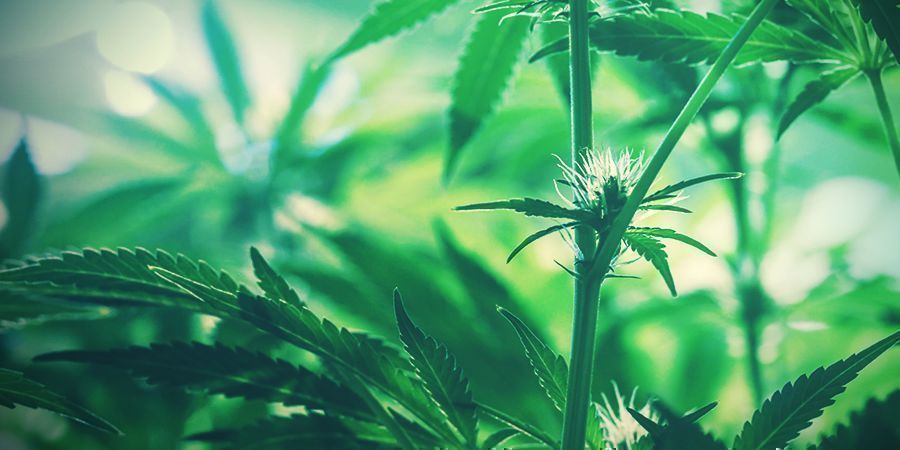 Unge cannabisblomster young cannabis buds