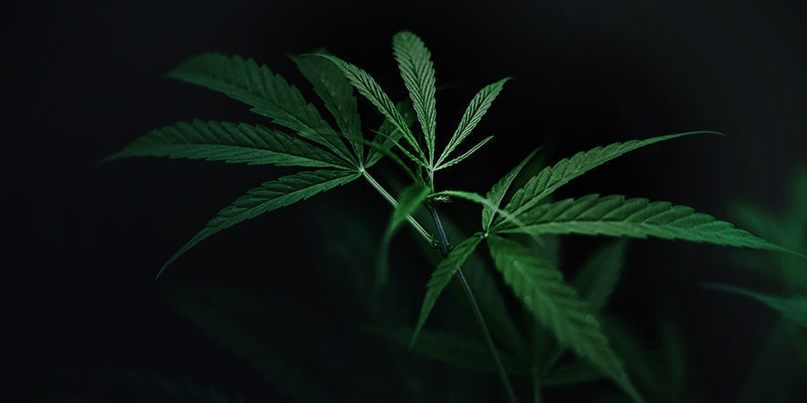 Cannabisplanter mørkeperiode Cannabisplanter mørkeperiode