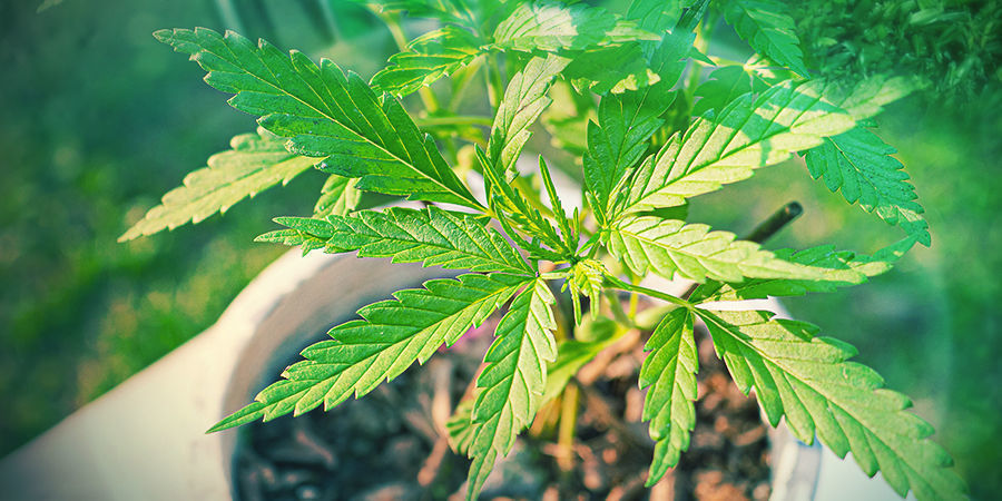 Blomstrende cannabisplante Blomstrende cannabisplante