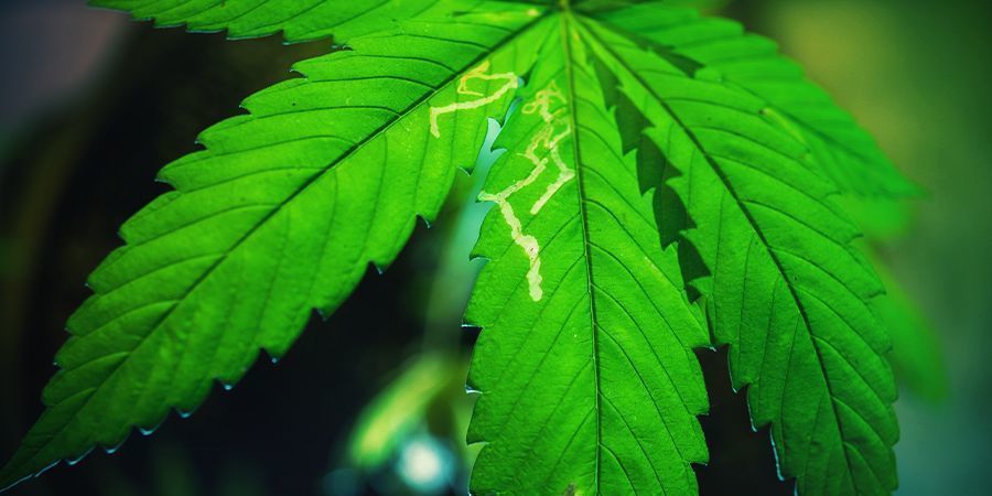 Almindelige problemer i cannabishaven